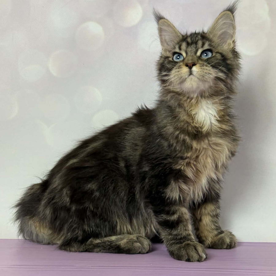 Barby Maine Coon female, black silver tabby with white
