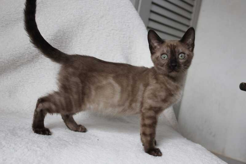 Nutella Bengal female, black pointed