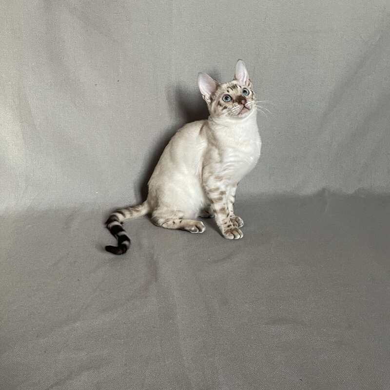 Jinx Bengal male, black spotted tabby pointed