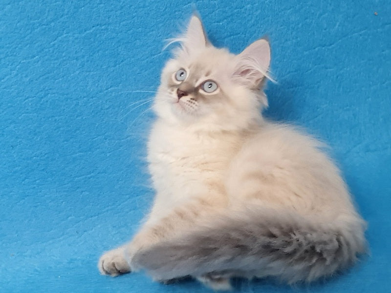 Angel Siberian male blue tabby pointed - live animals