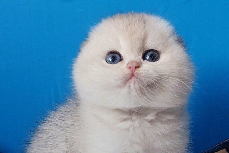 Koral Scottish Fold male, black silver shaded