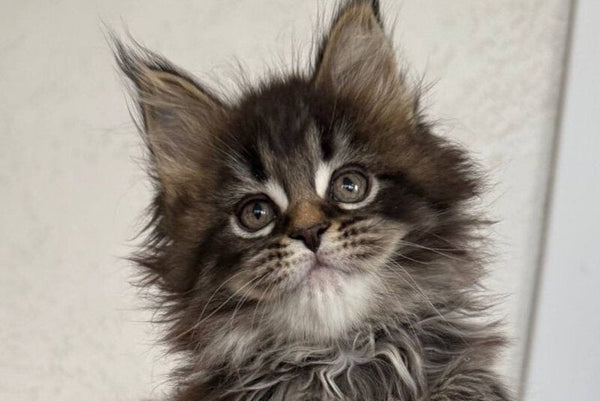 Safina Maine Coon male black tabby - live animals