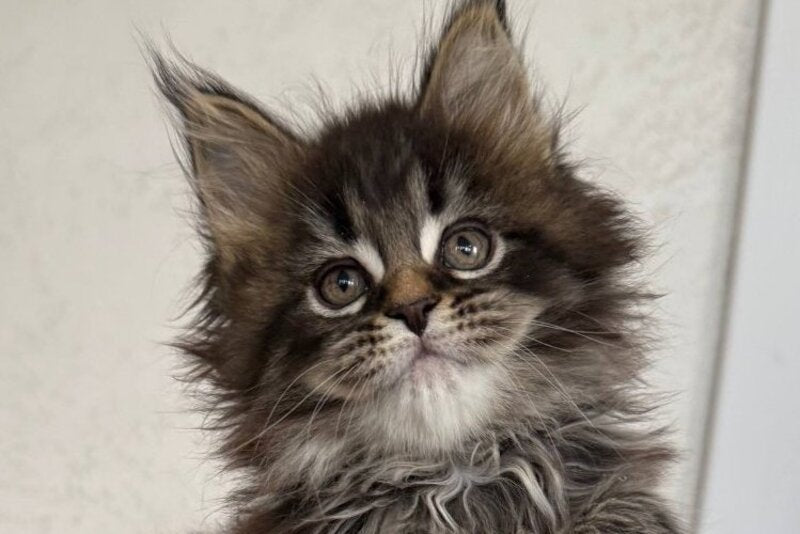 Safina Maine Coon male black tabby - live animals