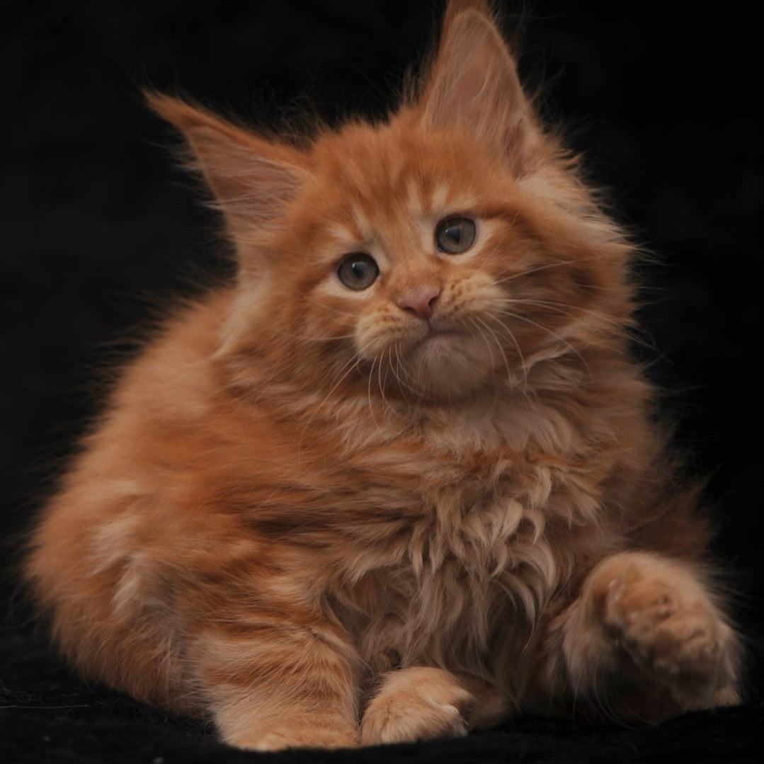 Stafy Maine Coon female, red