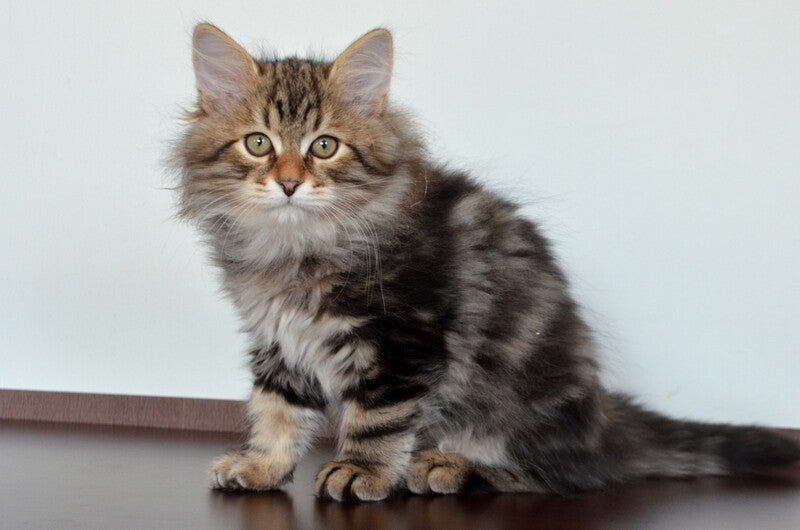 Sidney Siberian male, black tabby