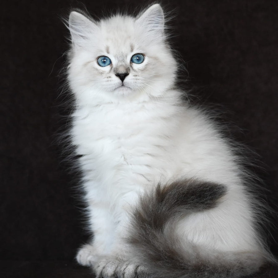 Kim Siberian male, seal tabby pointed