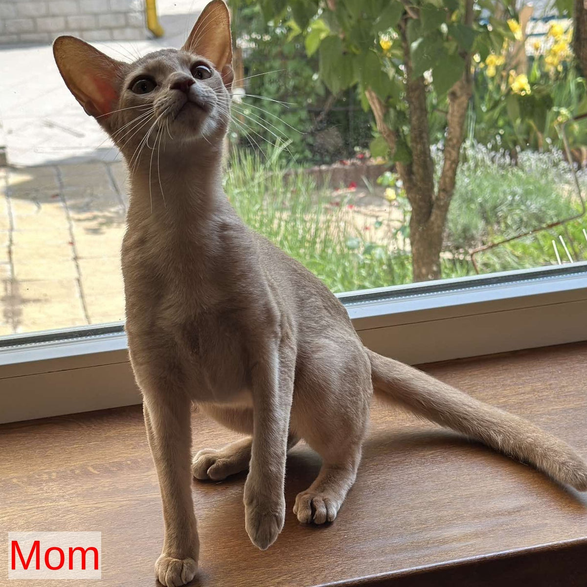Hermes Abyssinian male, ruddy