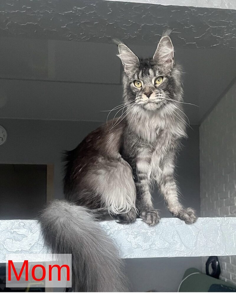 Xena Maine Coon polydactyl female, black ticked tabby