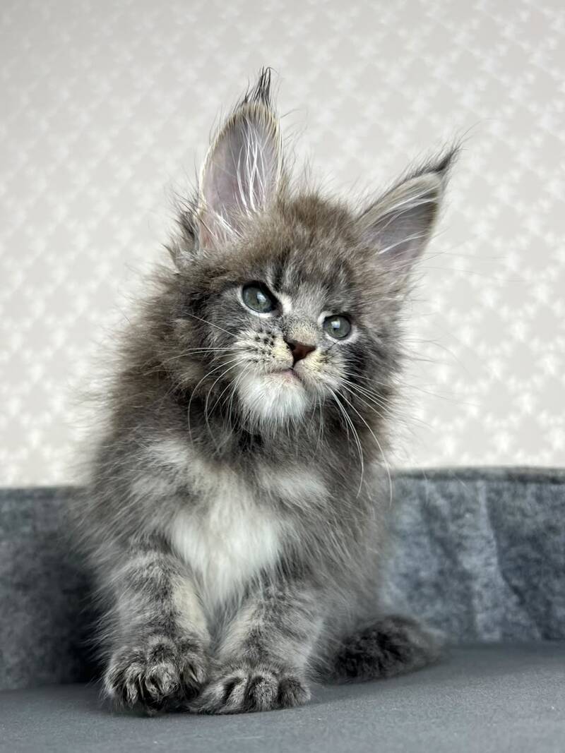Paradise Maine Coon male, blue tabby