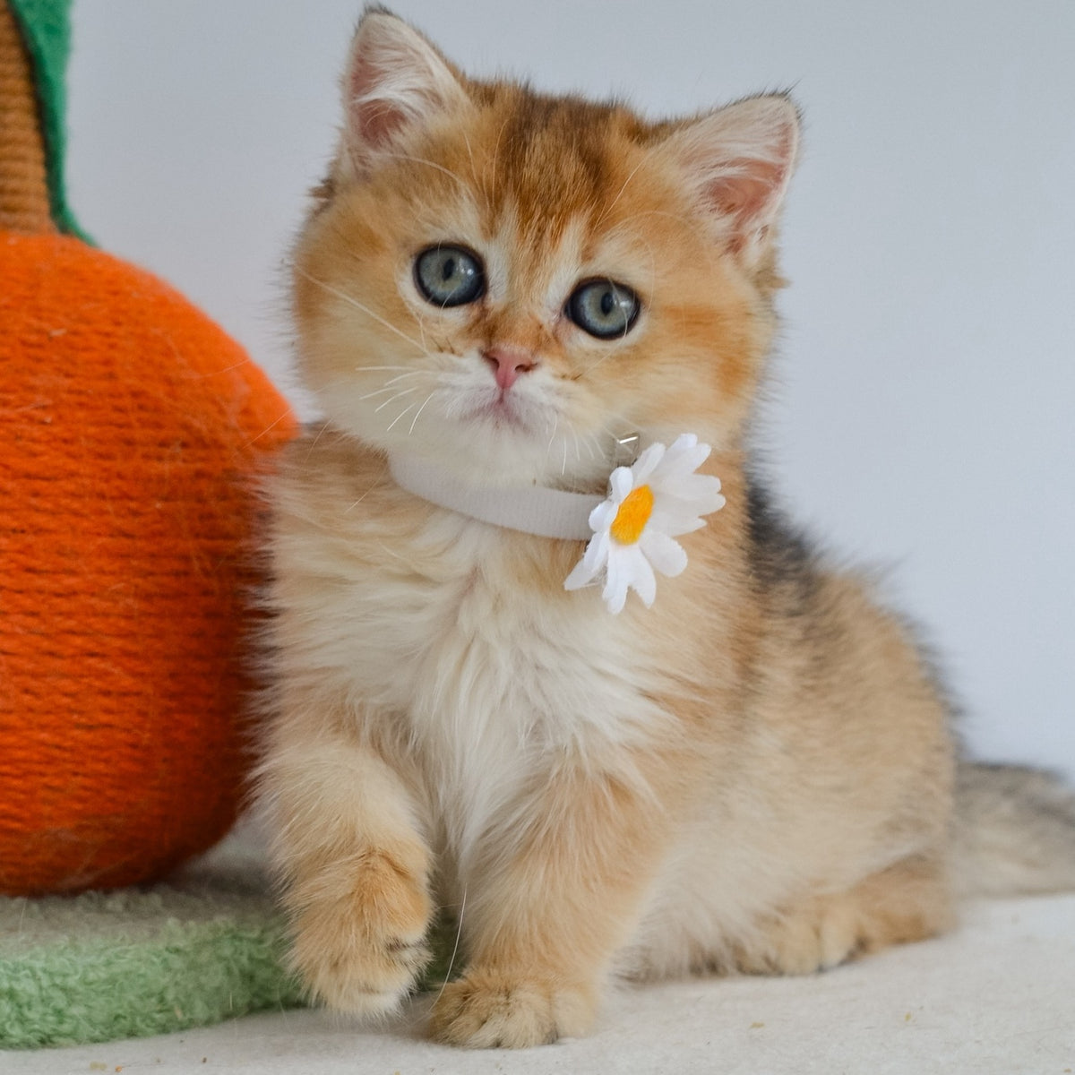 Julie Scottish Straight female, black golden ticked tabby