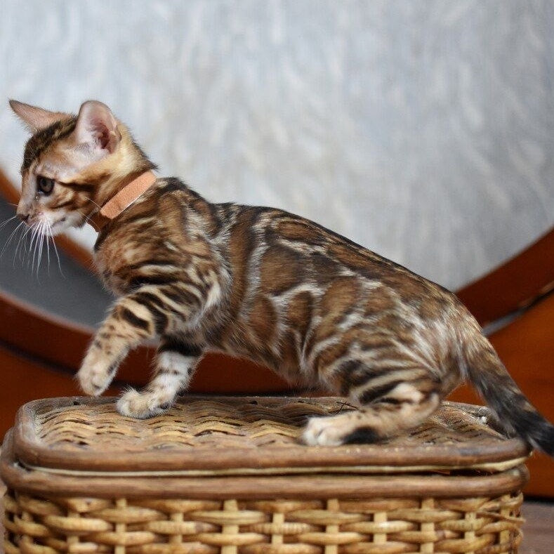Anthey Bengal male, black spotted tabby