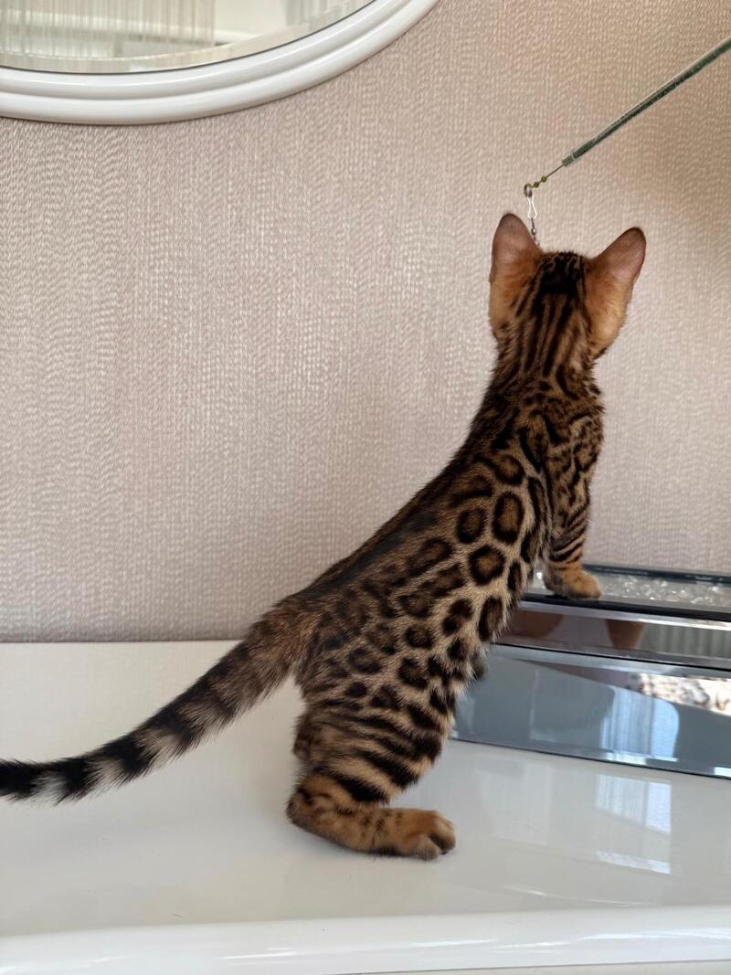 Fortuna Bengal female black spotted tabby - live animals