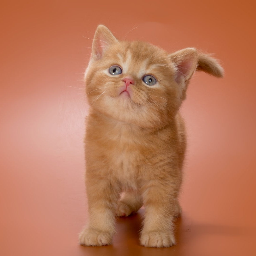 Maestro British Shorthair male, red