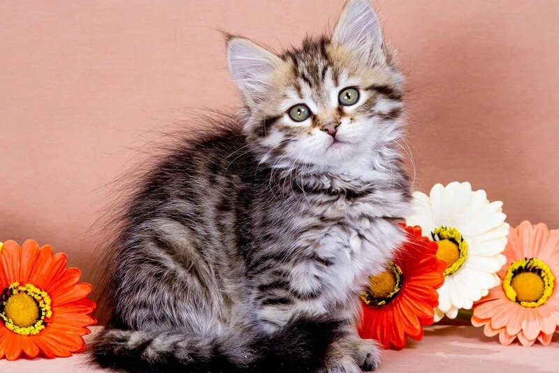 Dasha Siberian female black spotted tabby - live animals