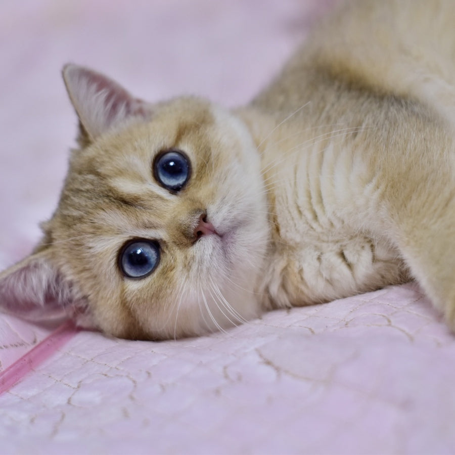 Infinity British Shorthair female, black golden shaded
