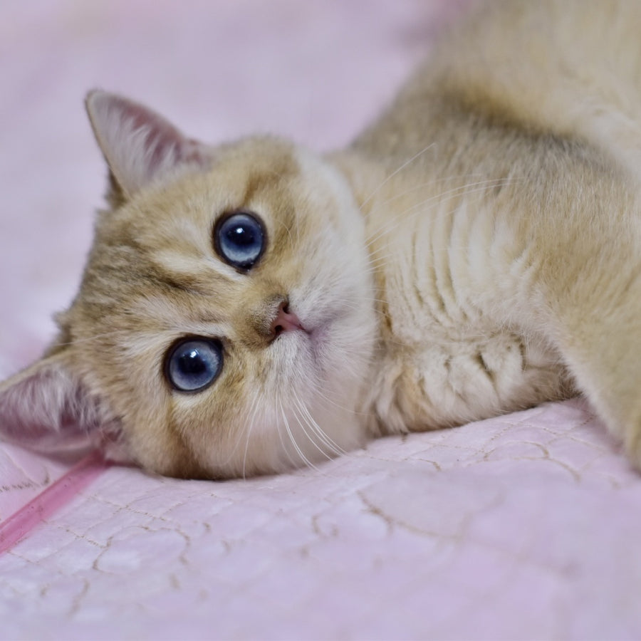 Infinity British Shorthair female, black golden shaded