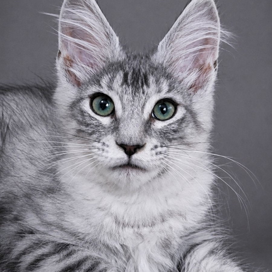 Lily Maine Coon female, black silver tabby
