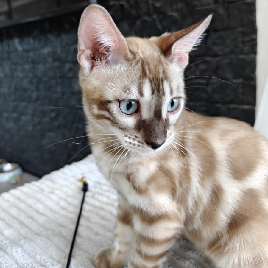Iron Bengal male, black amber spotted tabby pointed