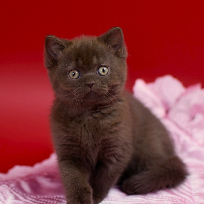 Avrora British Shorthair female, chocolate