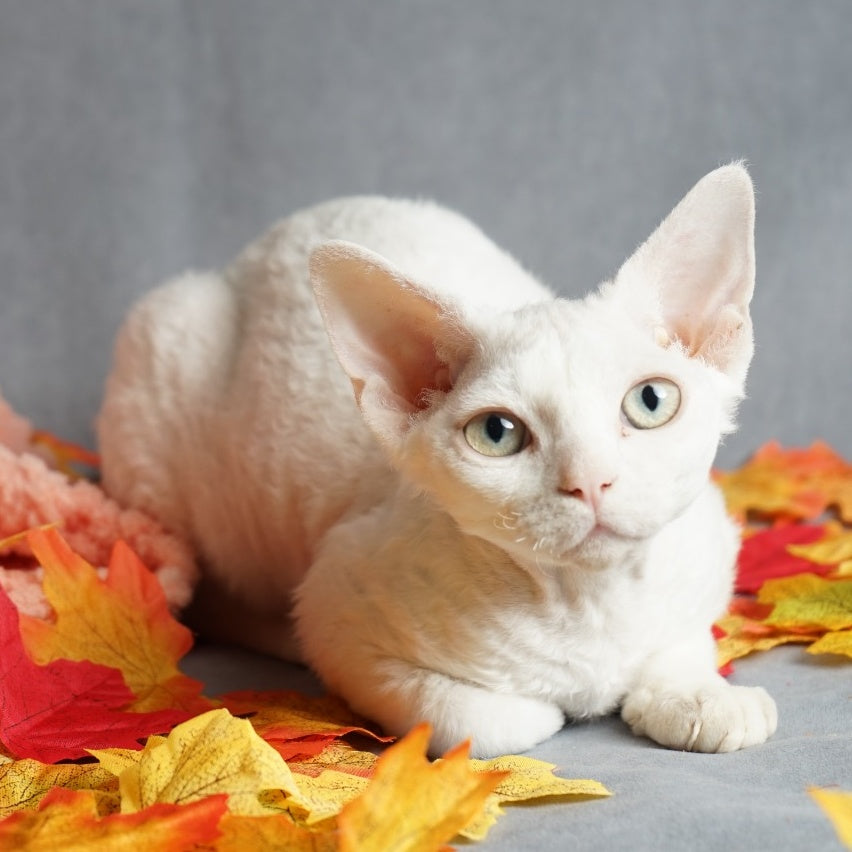 Nika Devon Rex female, white