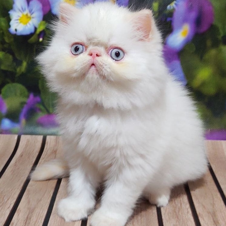 Sultan Persian male, cream pointed
