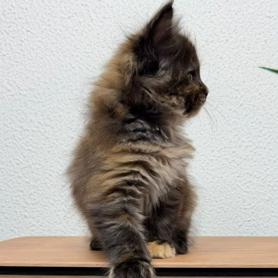 Barcelona Maine Coon female, black tortie