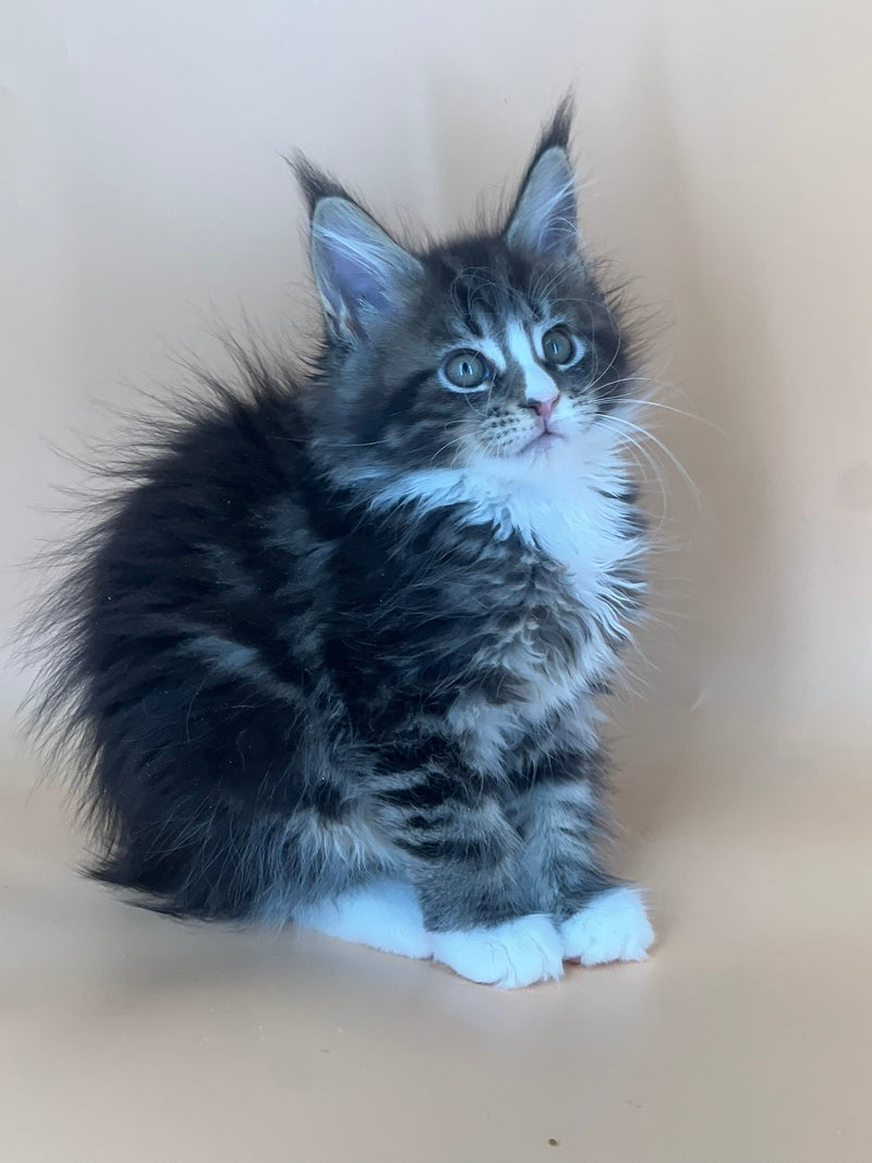 Bershka Maine Coon female, black tortie tabby bicolour