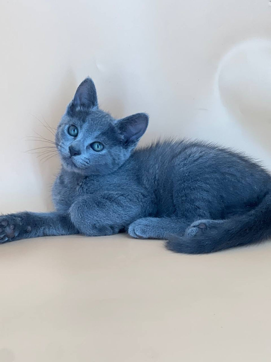 Kajra Russian Blue female, blue