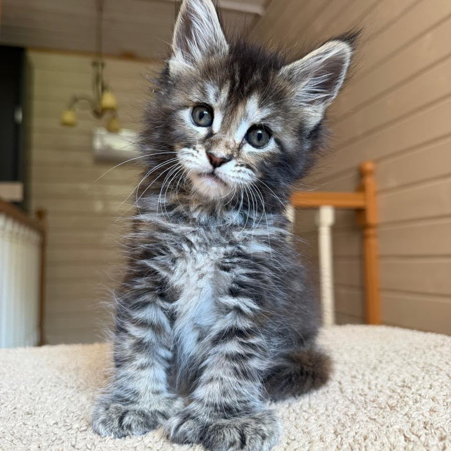 Bamboleilo Maine Coon polydactyl 6x6x6x7 female, black tortie with white tabby