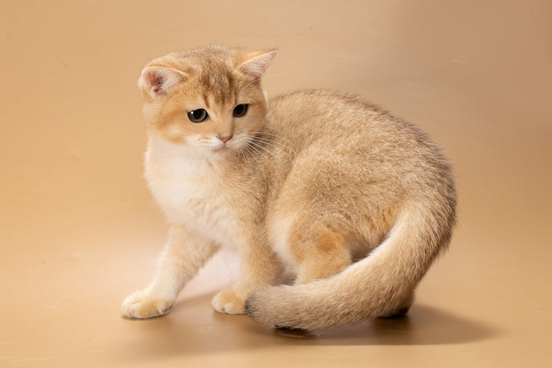 Simon British Shorthair male, black golden shaded