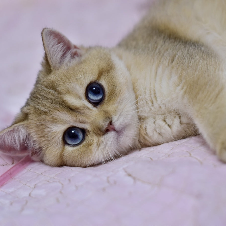 Infinity British Shorthair female, black golden shaded