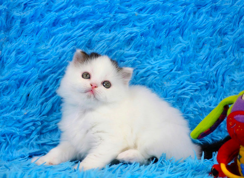 Eddi Scottish Straight male black tabby harlequin live animals