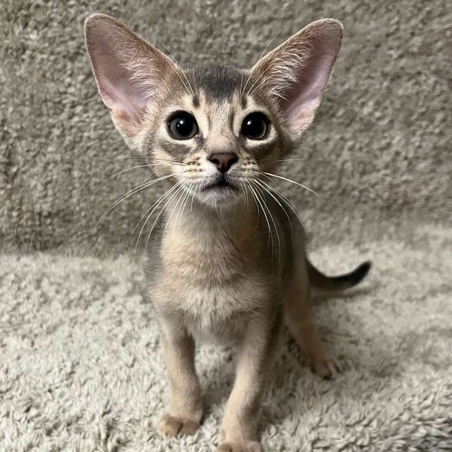 Henri Abyssinian male, blue