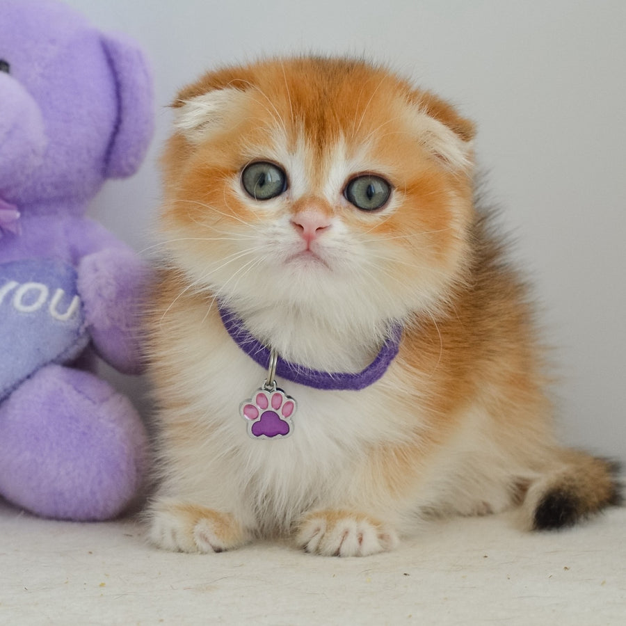 Hector Scottish Fold male, black golden chinchilla
