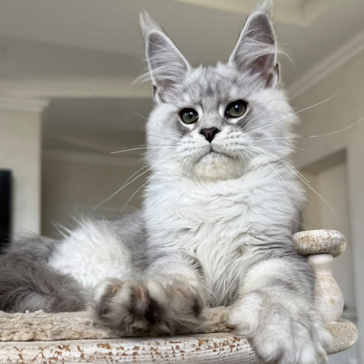 Paris Maine Coon male, black silver tabby