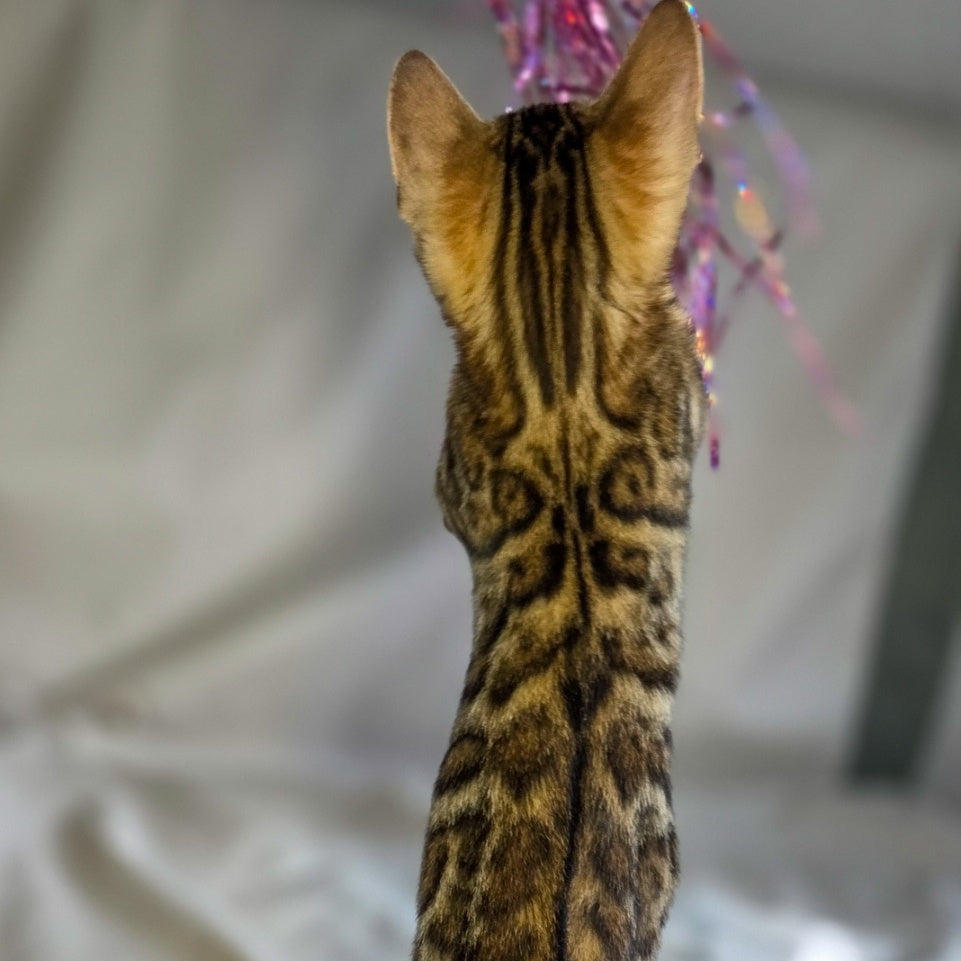 Mike Bengal male, black spotted tabby