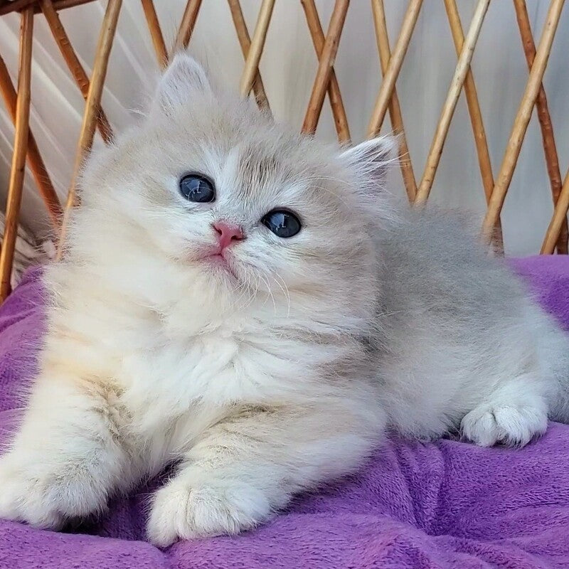 Zara British Longhair female blue golden shaded - live animals