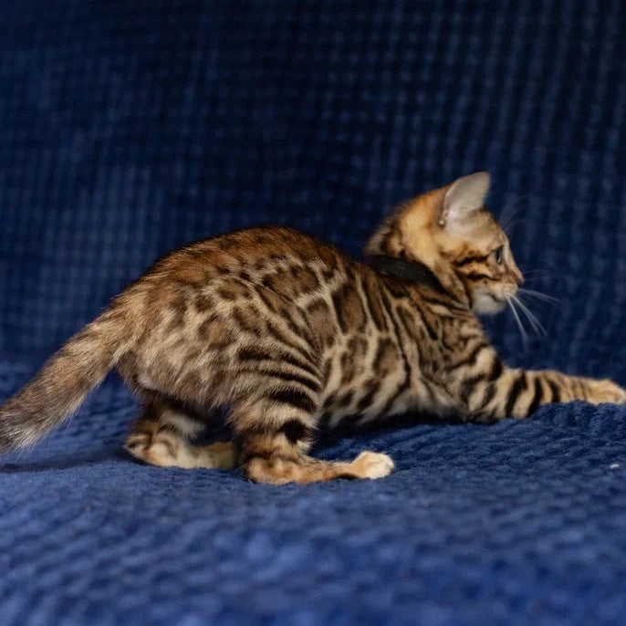 Willli Bengal male, black spotted tabby