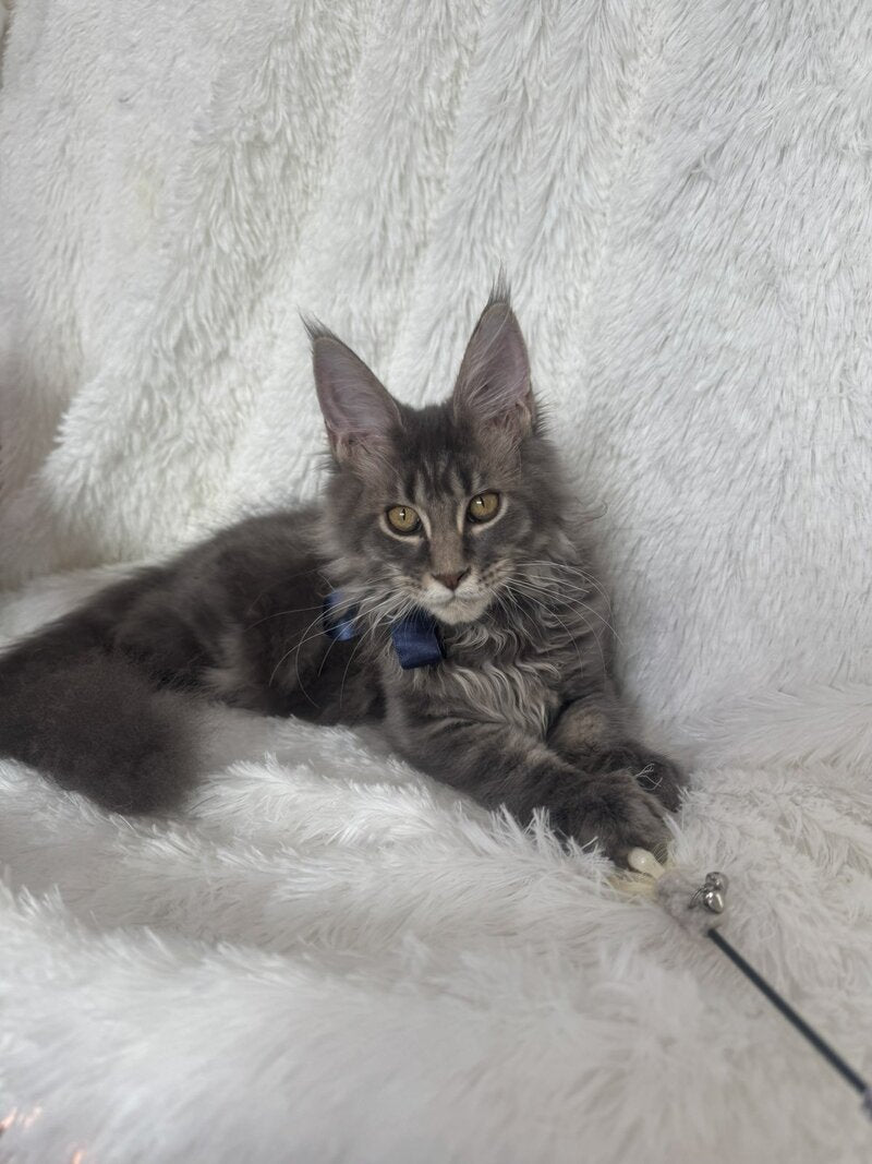 Floyd Maine Coon male, blue tabby