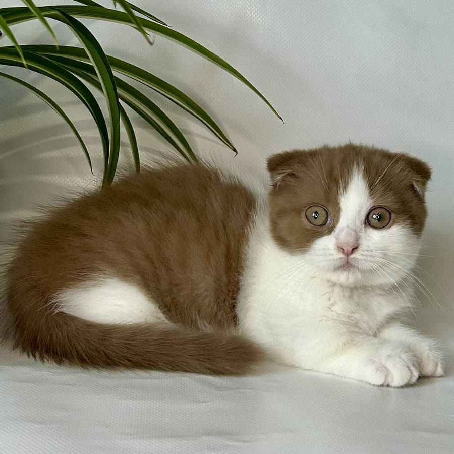 Leya Munchkin female, cinnamon bicolour