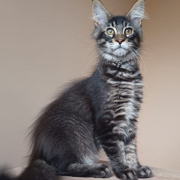 Esma Maine Coon female, black ticked tabby