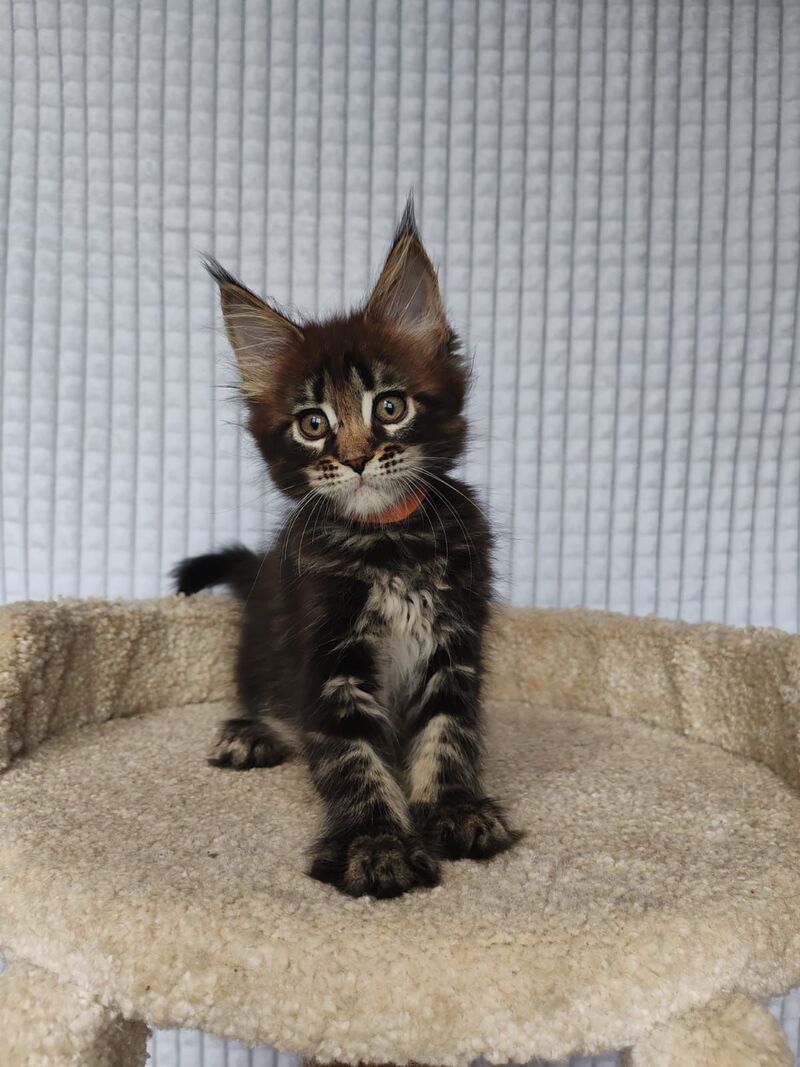 Martin Maine Coon male, black tabby