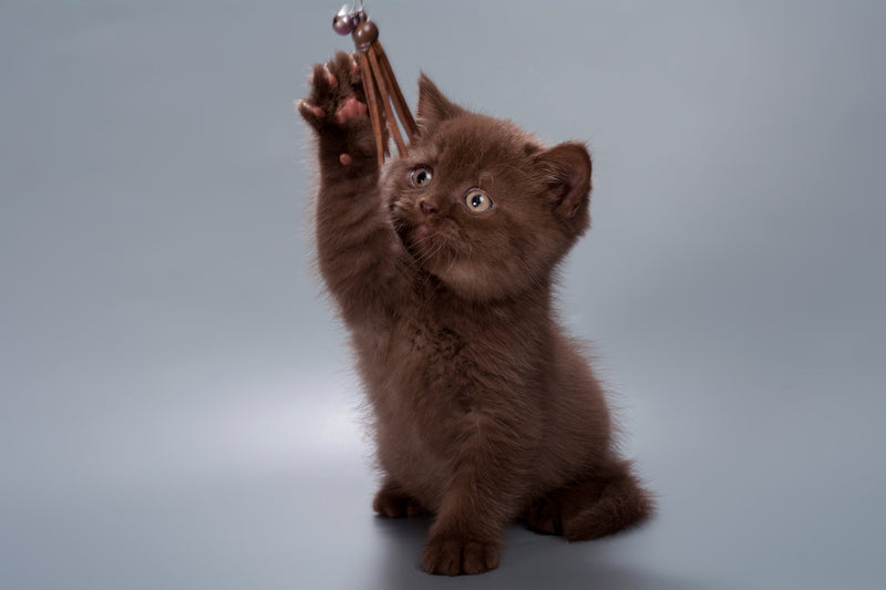 Hershey British Shorthair male, chocolate