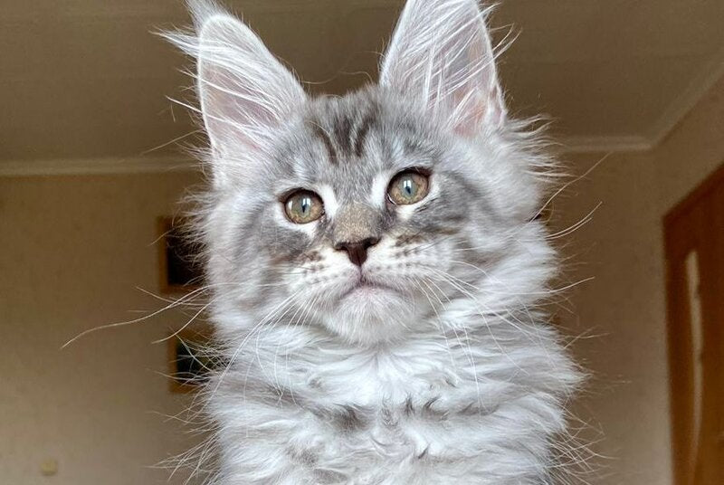 Efim Maine Coon male, blue silver tabby