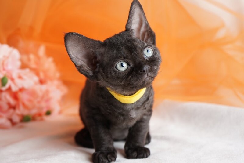 Onigiri Devon Rex female, black