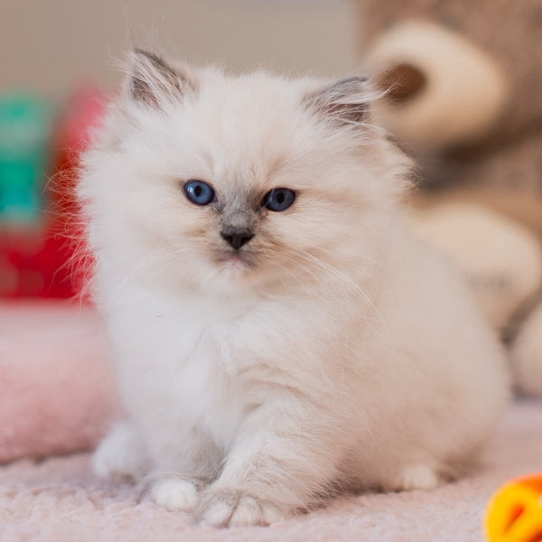 Yvette Ragdoll female, blue mitted
