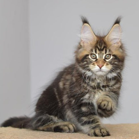 Knyaz Maine Coon male, black tabby