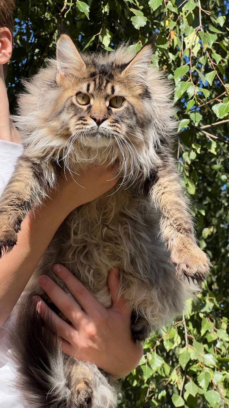 Forest Maine Coon male, black spotted tabby