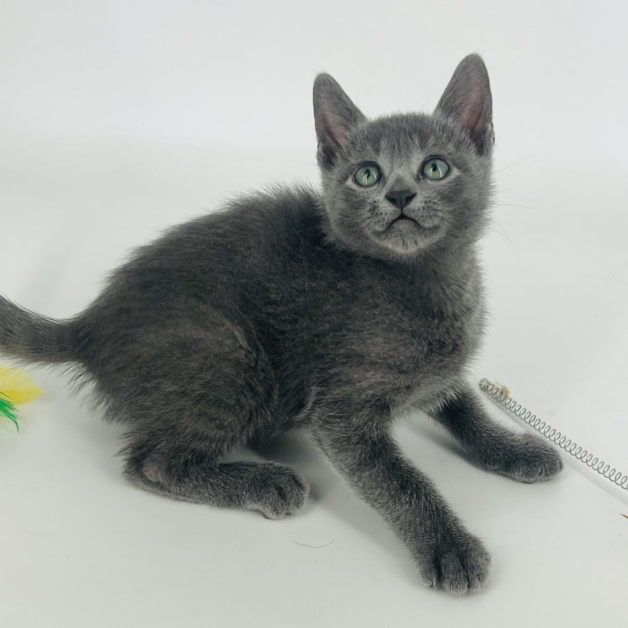 Aisha Russian Blue female, blue