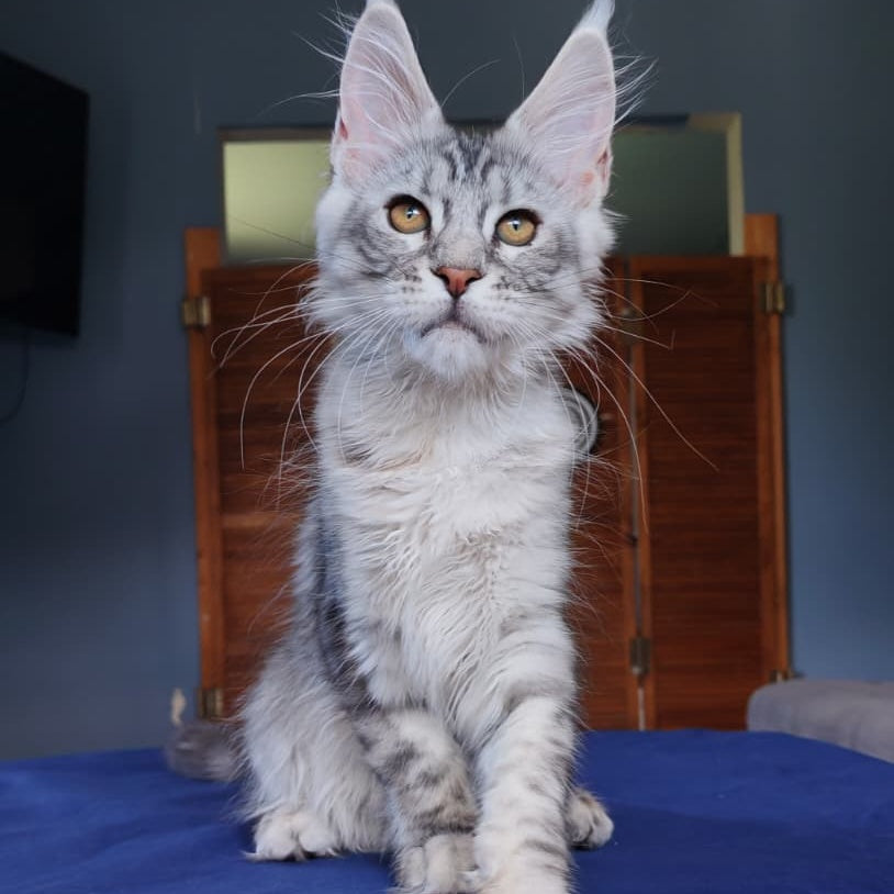 Rachel Maine Coon female, black silver tabby